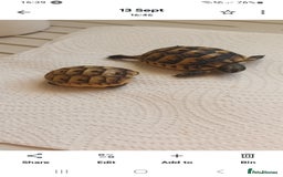 Tortoise reptiles for sale: Hatchlings Tortoise - Image 2