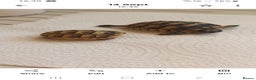 Tortoise reptiles for sale: Hatchlings Tortoise - Advert 2