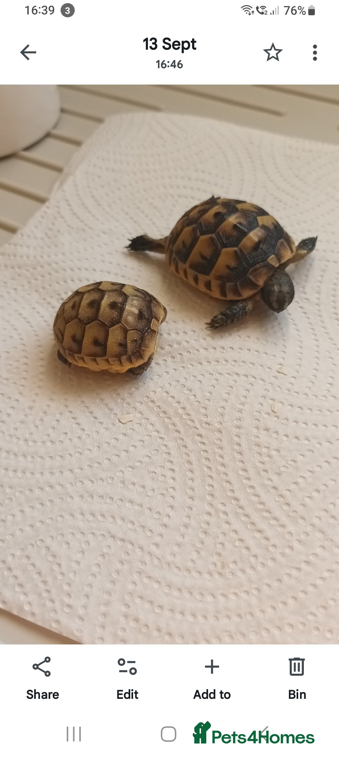Tortoise reptiles for sale: Hatchlings Tortoise - Image 2