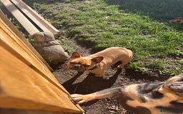 French Bulldog dogs for sale: Liddie  - Image 3