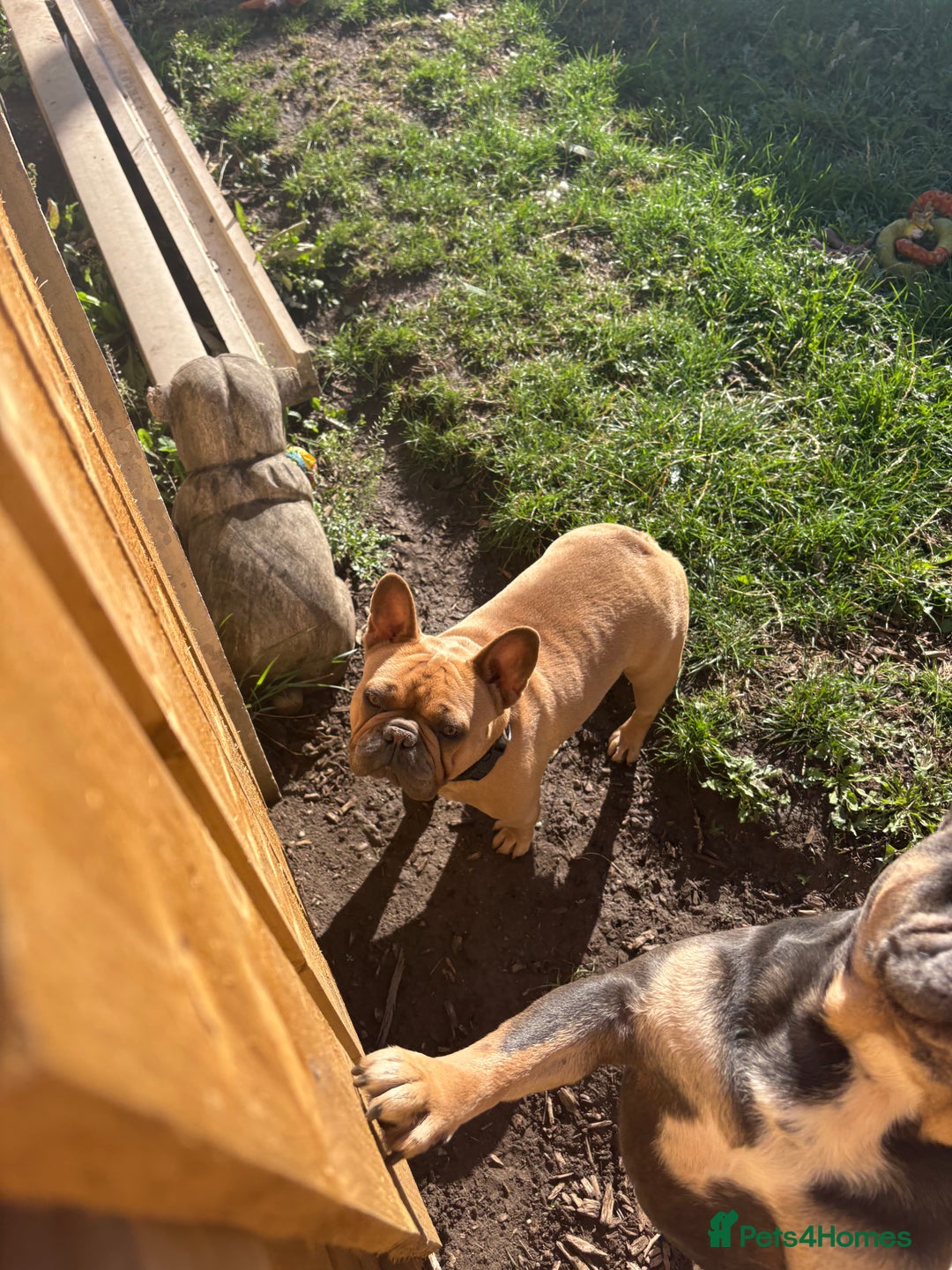 French Bulldog dogs for sale: Liddie  - Image 3