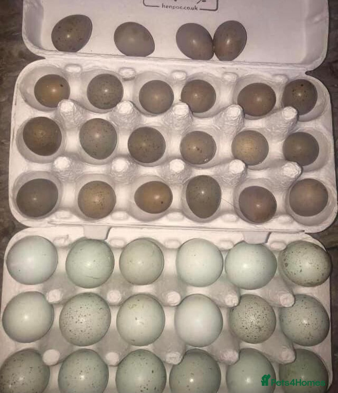 Quail poultry for sale: QUAIL HATCHING EGGS/1ST SEPTEMBER ! - Image 4