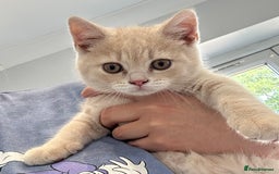 British Shorthair cats for sale: GCCF British Shorthairs **READY NOW** in Manchester - Image 6