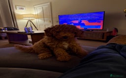 Cavapoochon dogs for sale: Gorgeous F1B Cavapoochon’s Fox Red available now. - Image 10