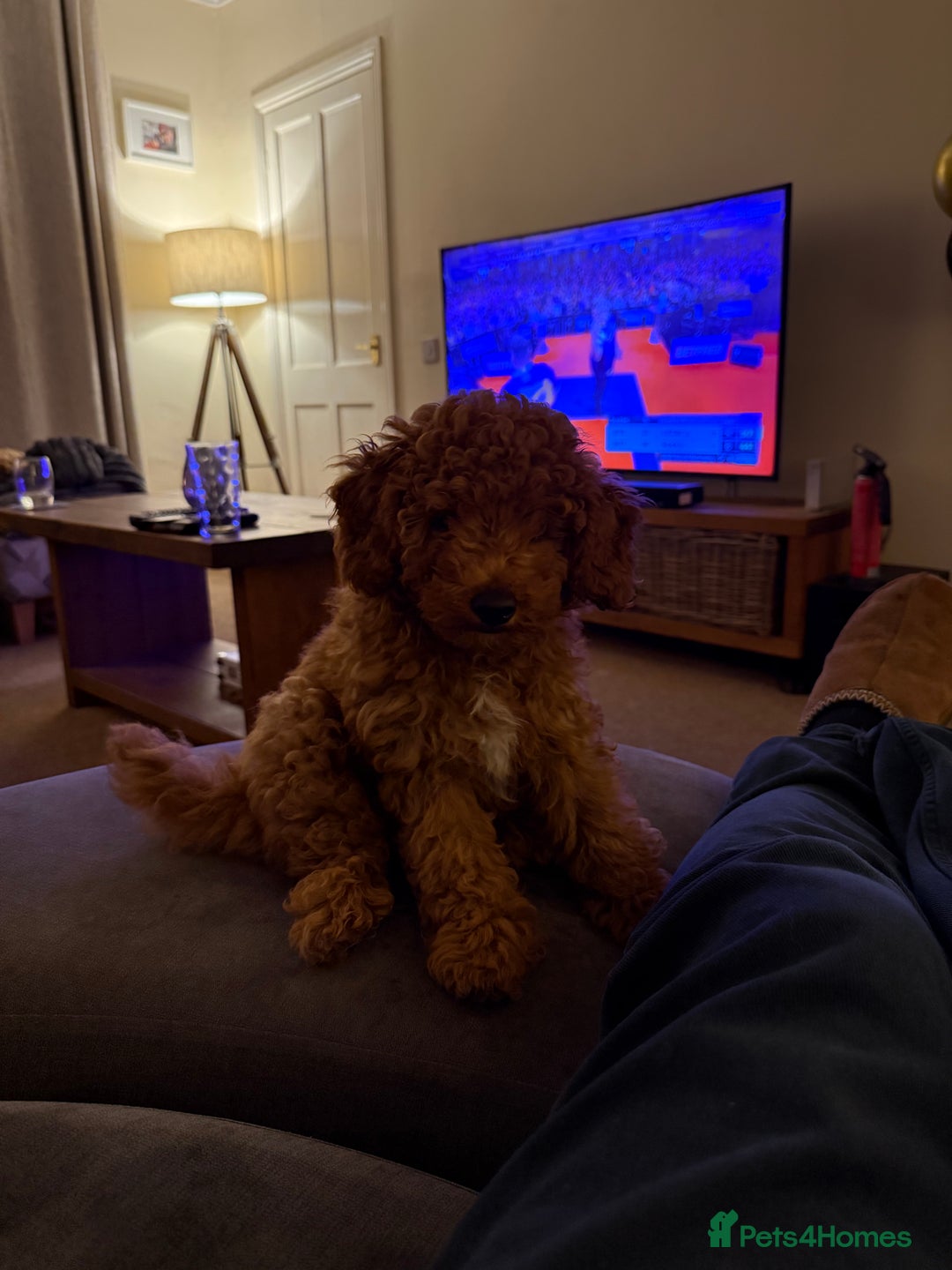 Cavapoochon dogs for sale: Gorgeous F1B Cavapoochon’s Fox Red available now. - Image 10