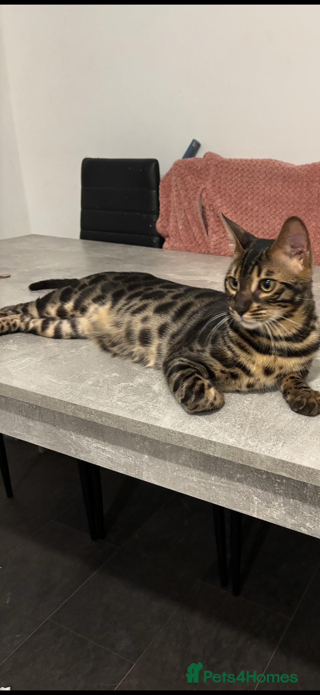 Bengal cats for sale: Beautiful bengal  - Image 2