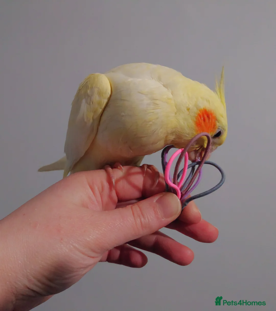 Cockatiels birds for sale: Hand reread silly tame DNA sexed baby cockatiels  - Advert 30