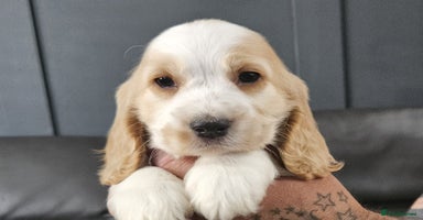 Cocker Spaniel dogs in Cheadle - Advert 3