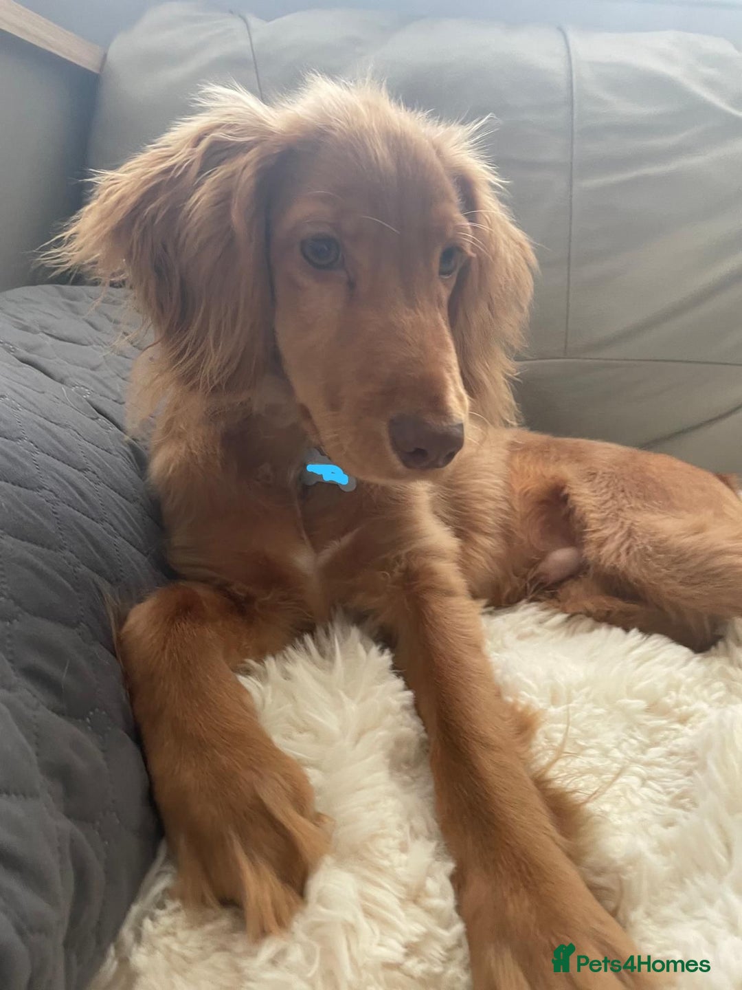 Cocker Spaniel dogs for sale: Affectionate & Stunning Male Cocker Spaniel  🐶🐾 - Advert 2