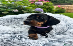 Miniature Dachshund dogs for sale: Kc reg PRA clear miniature dachshund puppies  - Image 1