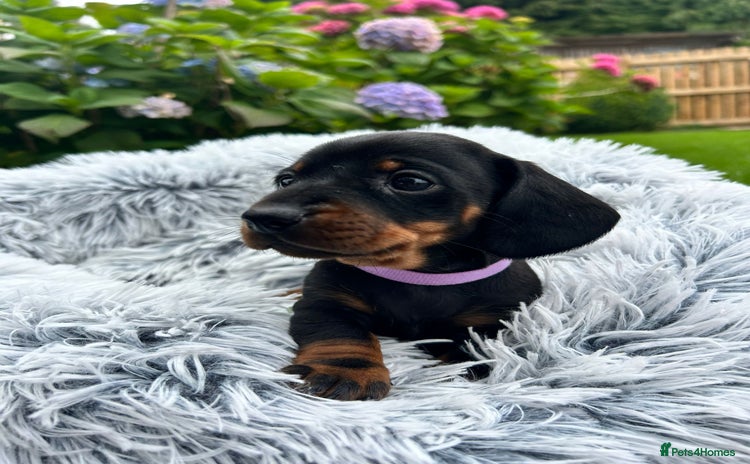 Miniature Dachshund dogs - Advert 3