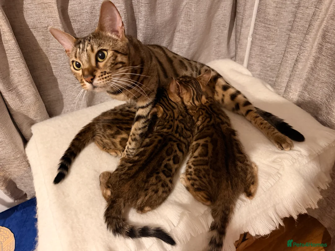 Bengal cats for sale: Adorable kittens for sale - Advert 22