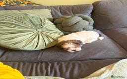 Shih Tzu dogs for sale: 🐾 Beautiful Shih Tzu Puppy - Advert 5