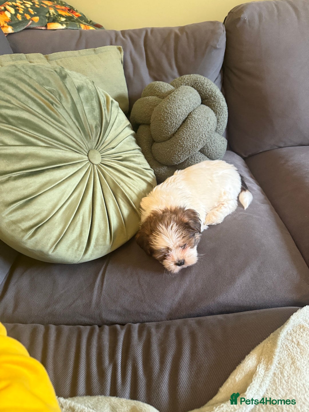 Shih Tzu dogs for sale: 🐾 Beautiful Shih Tzu Puppy - Advert 5