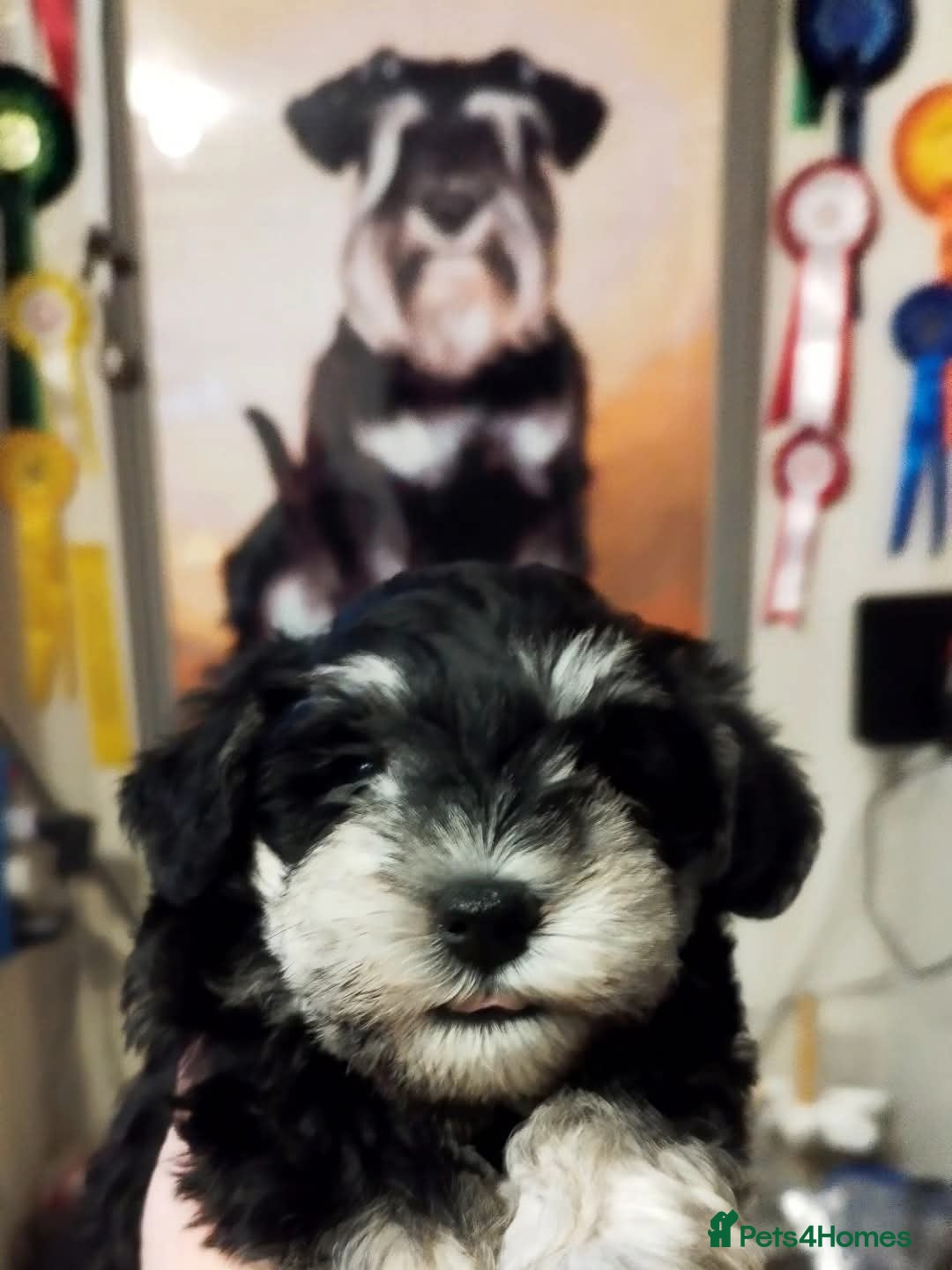 Miniature Schnauzer dogs for sale: Charming Mini Schnauzers with KC registration - Advert 20