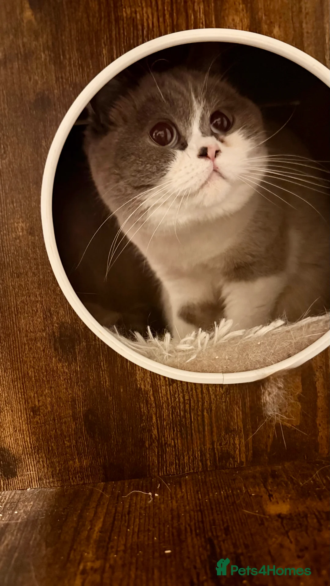 Mixed Breed cats for sale: British shorthair cross ragdoll  - Advert 5