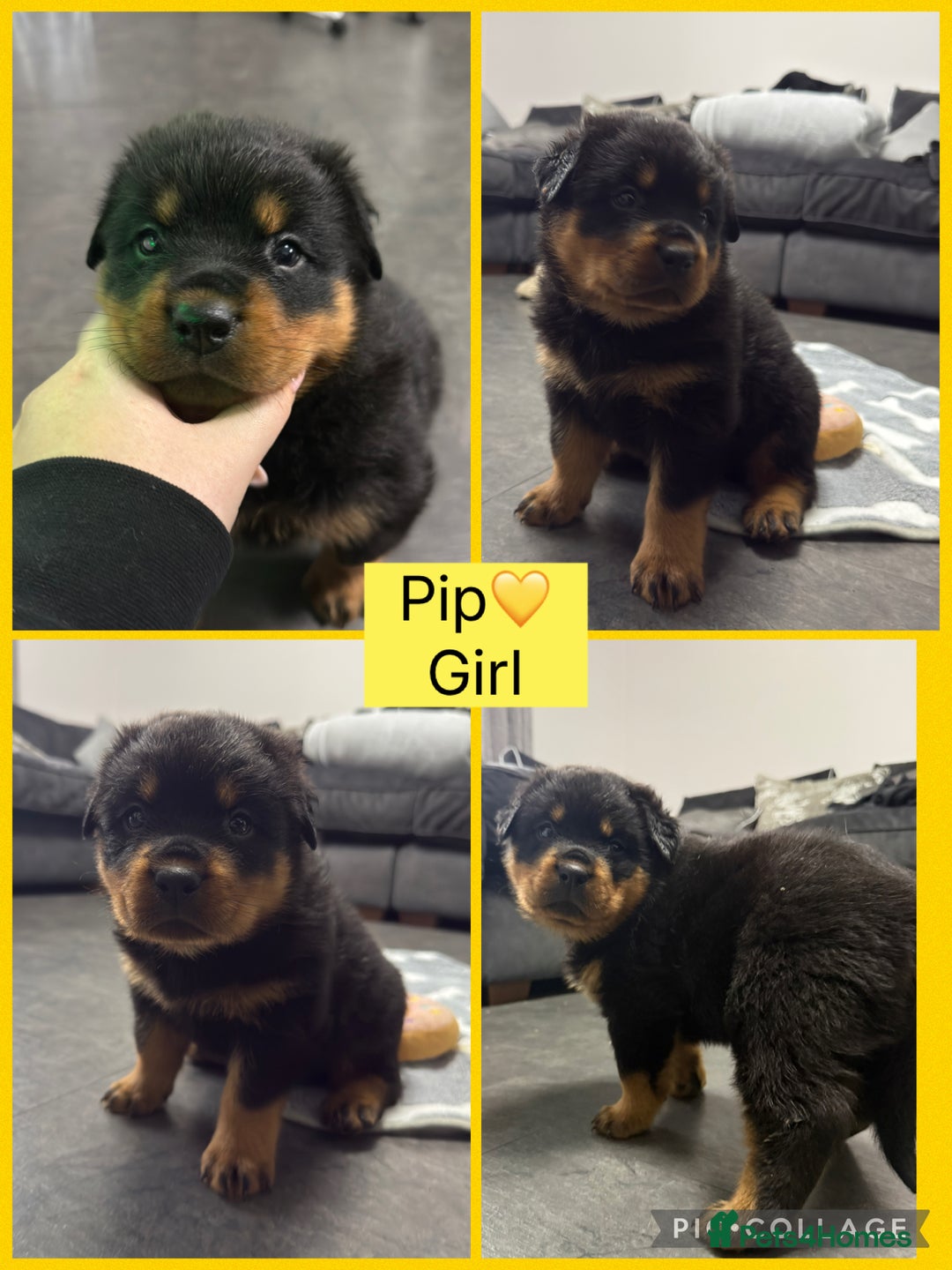 Rottweiler dogs for sale: CHUNKY PURE BRED ROTTWEILERS  - Advert 3