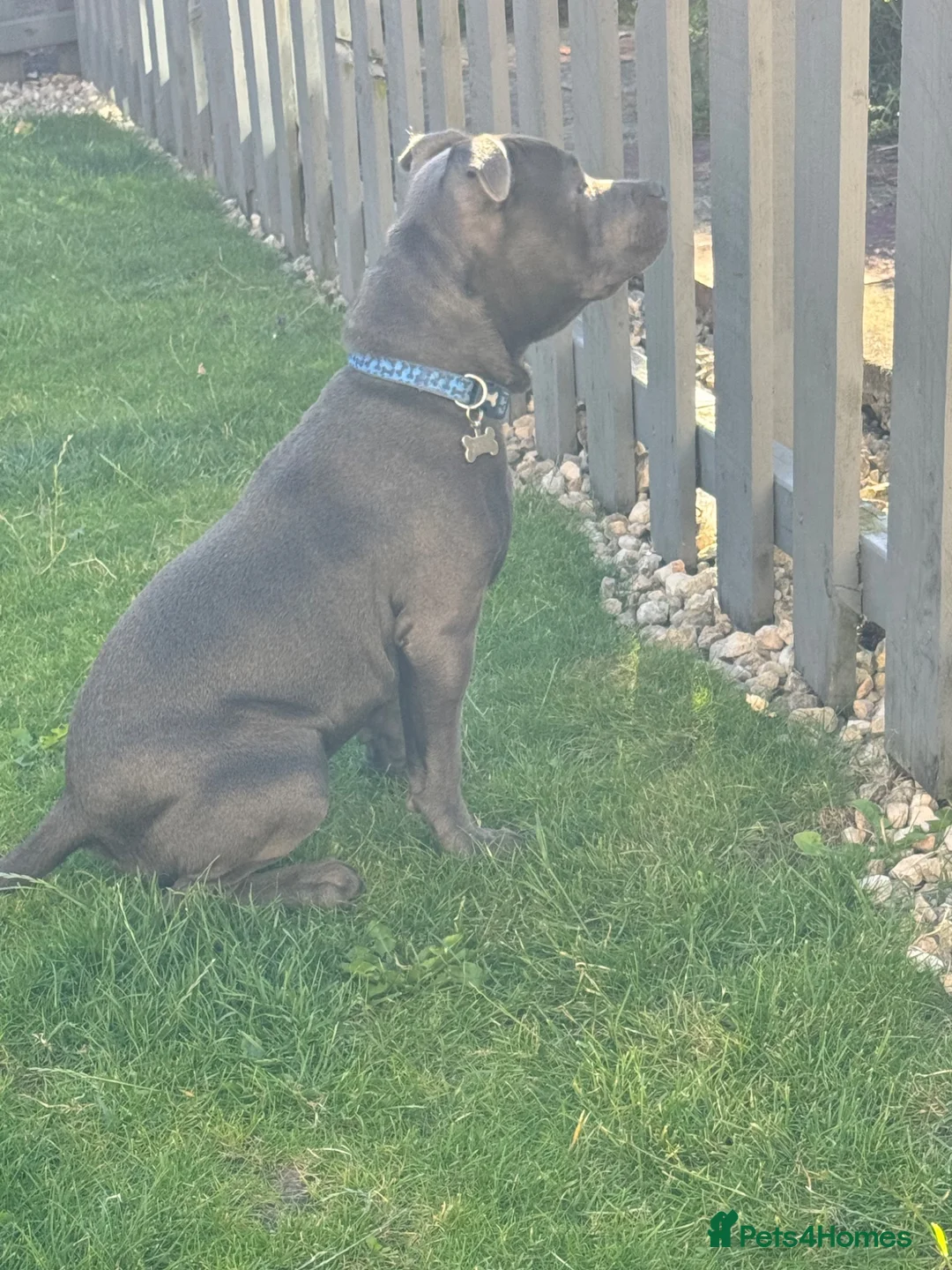 Staffordshire Bull Terrier dogs for stud: Spartan Zeus  in Nottingham - Advert 19