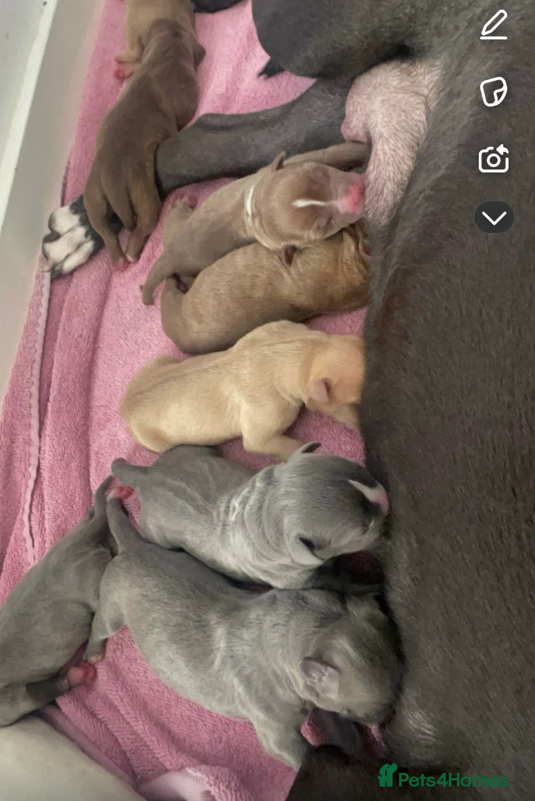 Mixed Breed dogs for sale: staffy X pups  - Advert 2