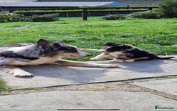 Border Collie dogs for sale: Border collie pups 6 weeks old  - Image 7