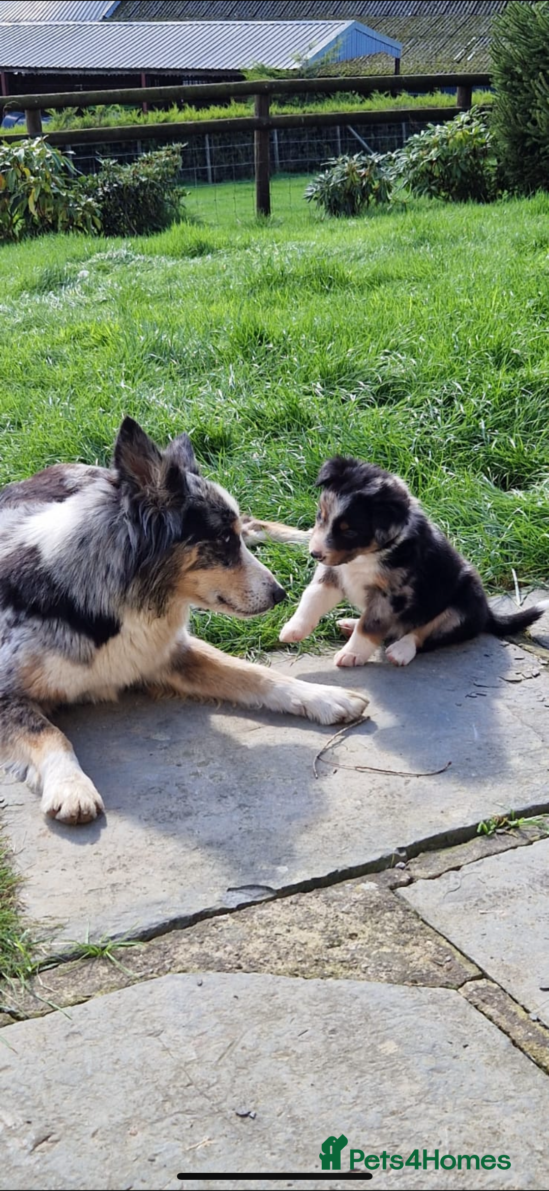 Border Collie dogs for sale: Border collie pups 6 weeks old  - Image 7