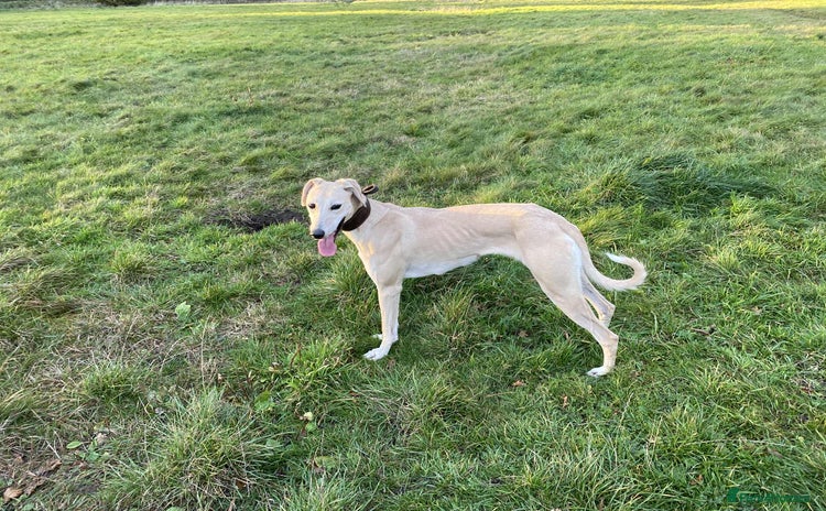 Lurcher dogs - Advert 6