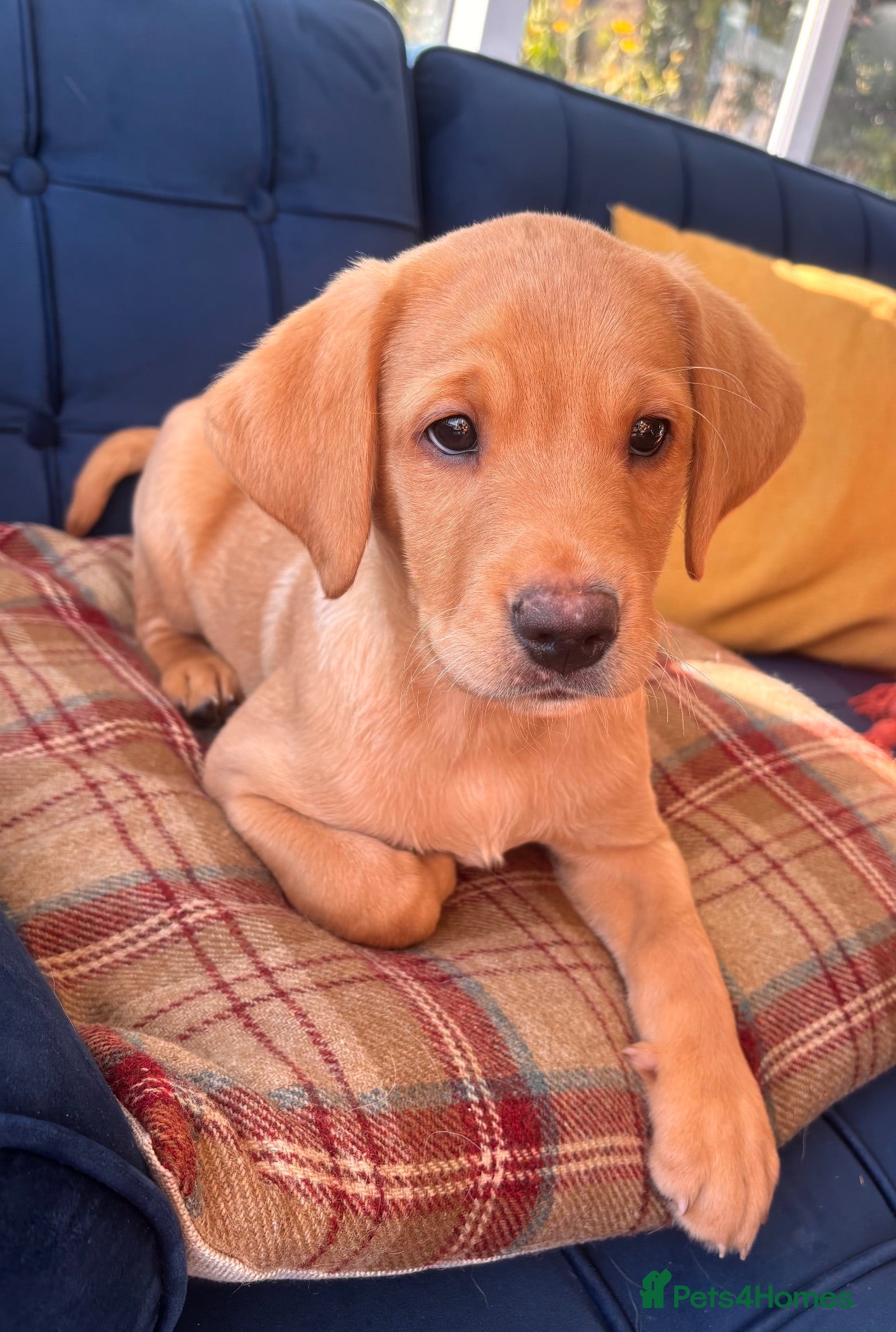 Labrador Retriever dogs STUNNING DARK YELLOW BOY, PASSED VET CHECK & READY - Advert 4
