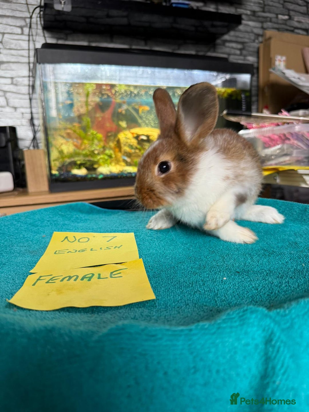 English rabbits for sale: Rabbits for sale , various sexes avaliable  - Image 15