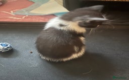 Mixed Breed cats for sale: Ragdoll mixed breed kittens  - Image 10