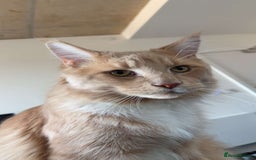 Maine Coon cats for sale: Perfect Young Male Maine coon - Image 4