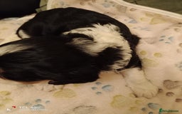 Cavapoo dogs for sale: A stunning litter of cavapoo beautiful costs  - Image 21