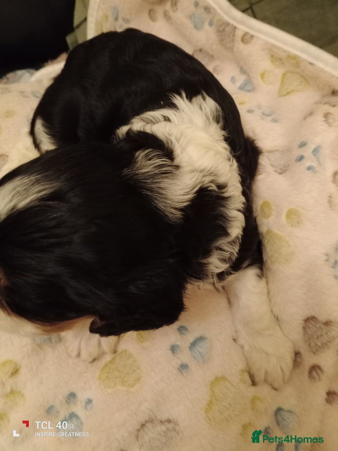 Cavapoo dogs for sale: A stunning litter of cavapoo beautiful costs  - Image 21