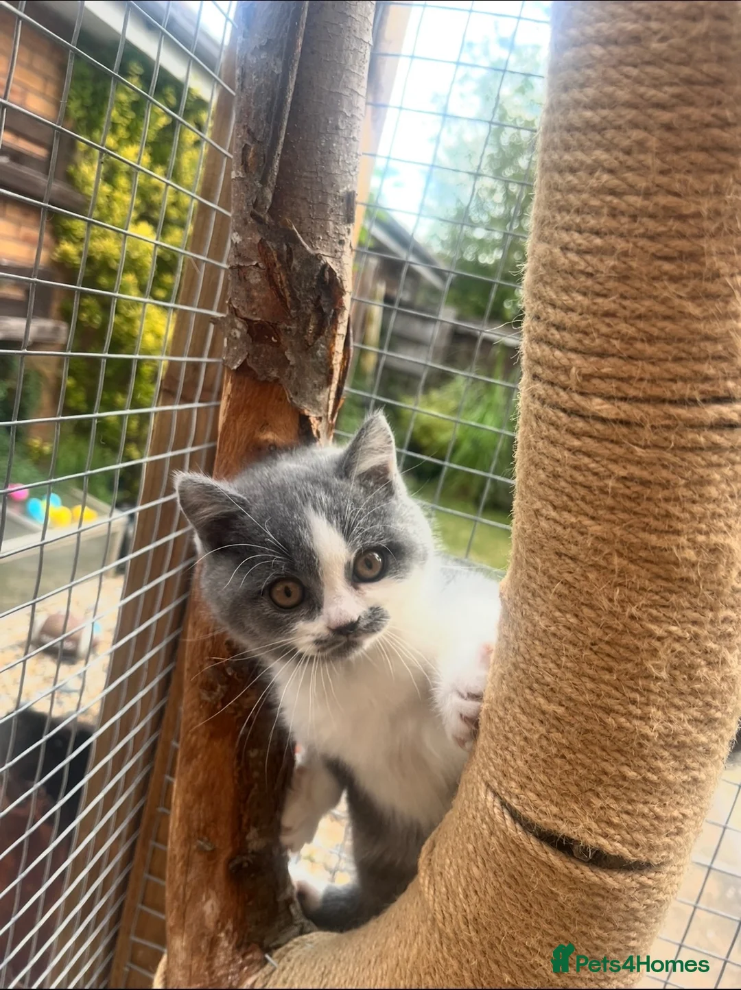British Shorthair cats for sale: GCCF Reg BSH Blue And Bicolour Kittens - Advert 20