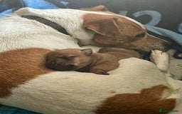 Jack Russell dogs for sale: Top Quality Gorgeous Tan Miniature Jack Russell  - Image 5