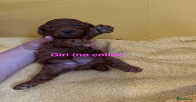 Toy Poodle dogs - Advert 16