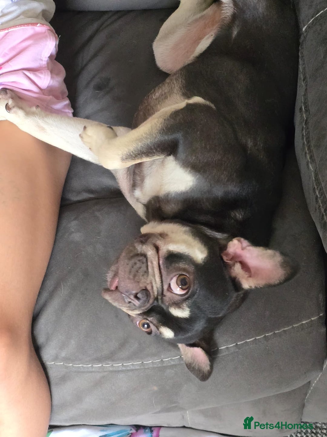 French Bulldog dogs for sale: Female French null dog - Image 5