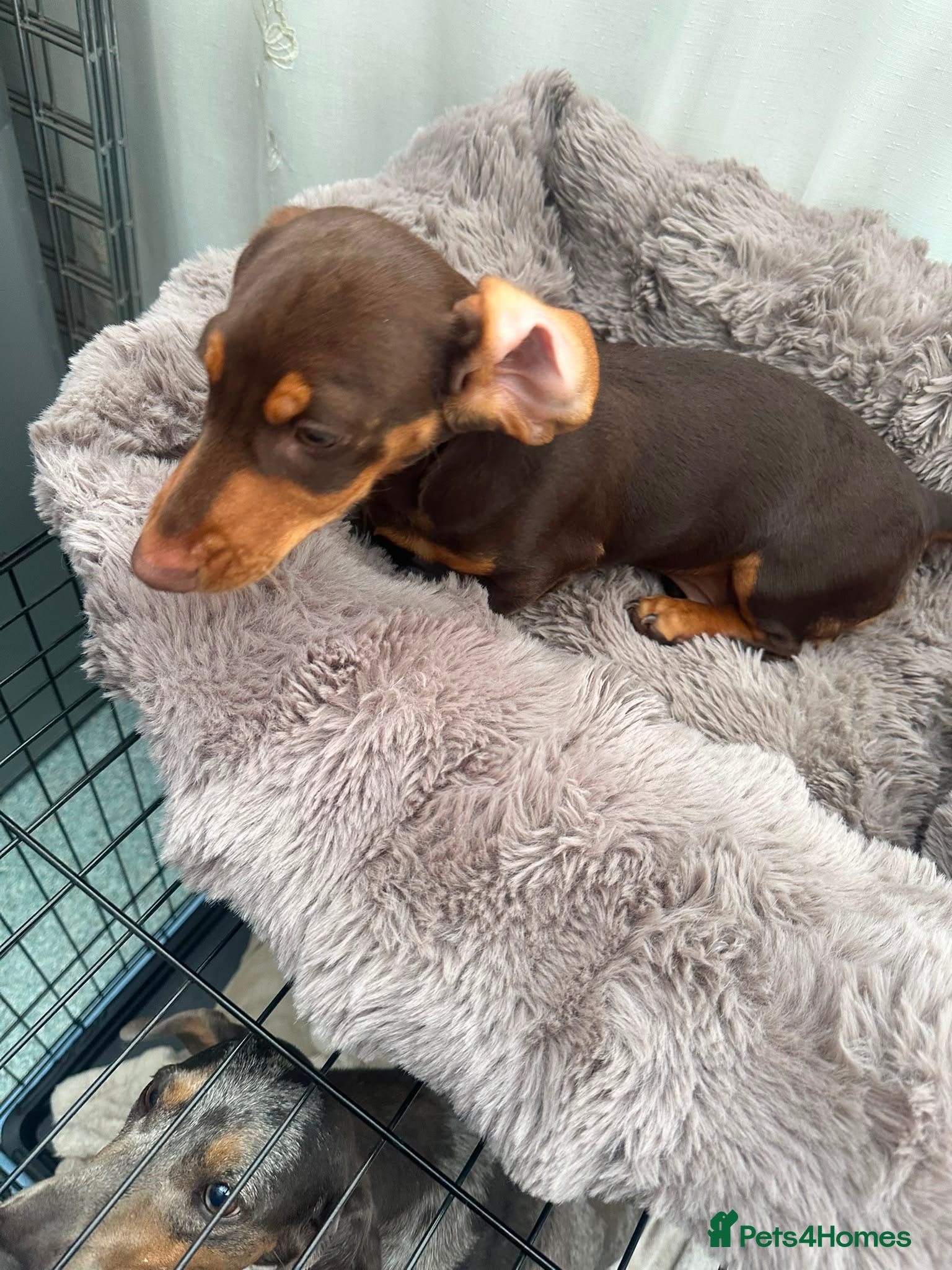 Miniature Dachshund dogs MINI DACHSHUND  - Advert 1