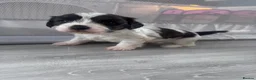 Malshi dogs for sale: 4 beautiful malshi girls for sale - Advert 15