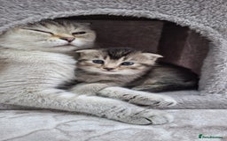Scottish Fold cats for sale: Scottish fold - Image 4
