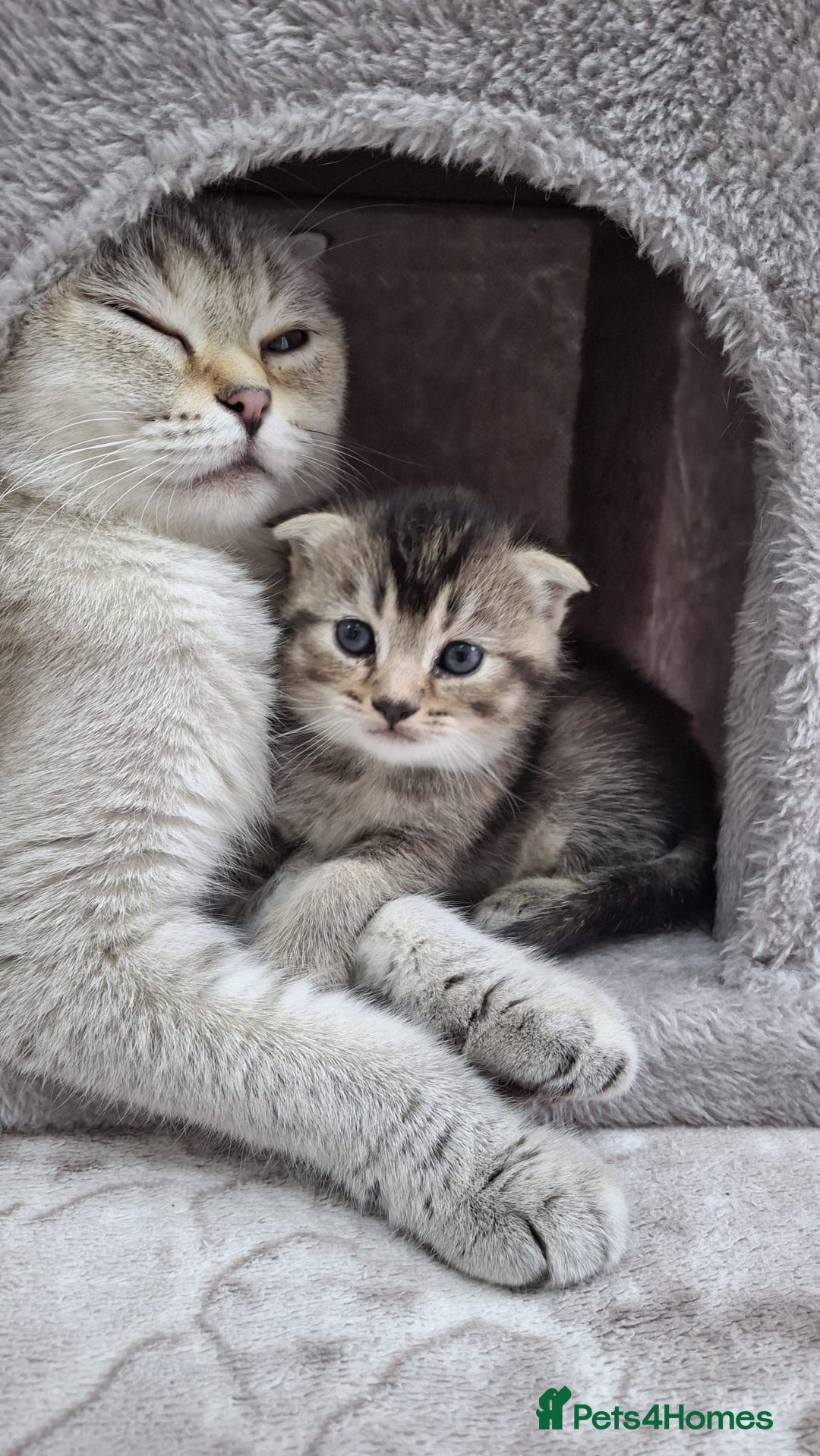 Scottish Fold cats for sale: Scottish fold - Image 4