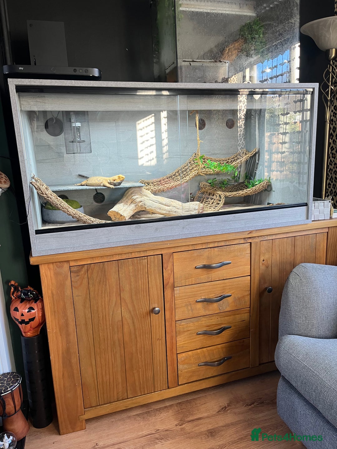 Bearded Dragon reptiles for sale: Bearded Dragon & full set up  - Image 2