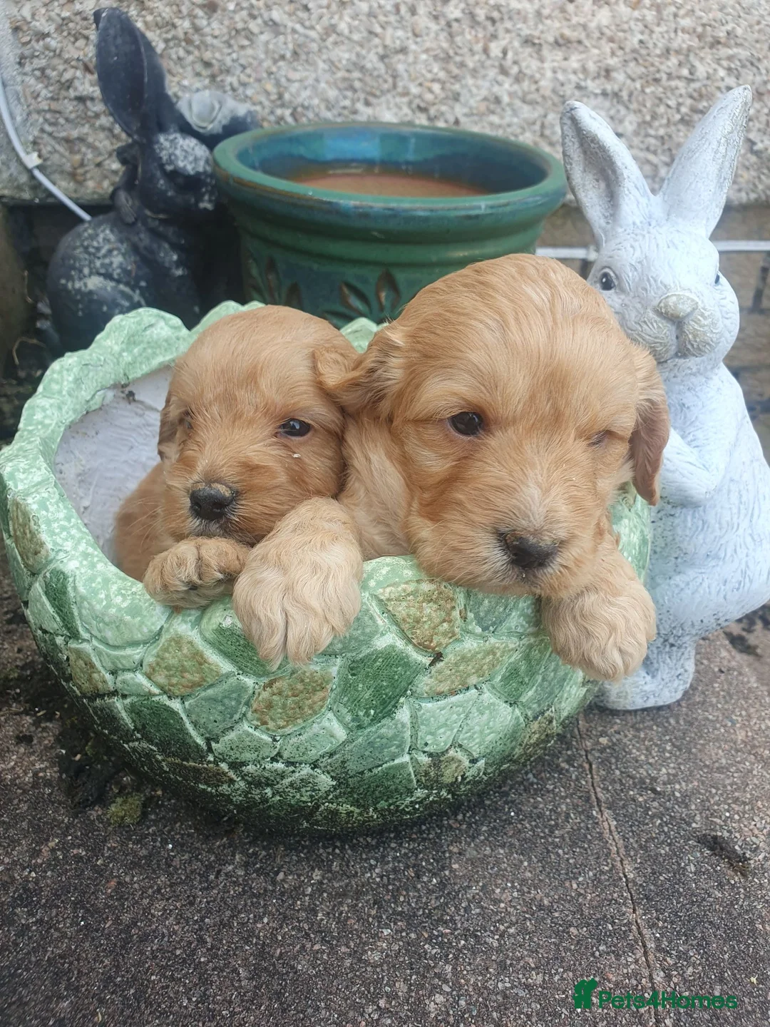 Cockapoo dogs for sale: cockapoo puppies f1 in Ayr - Advert 7