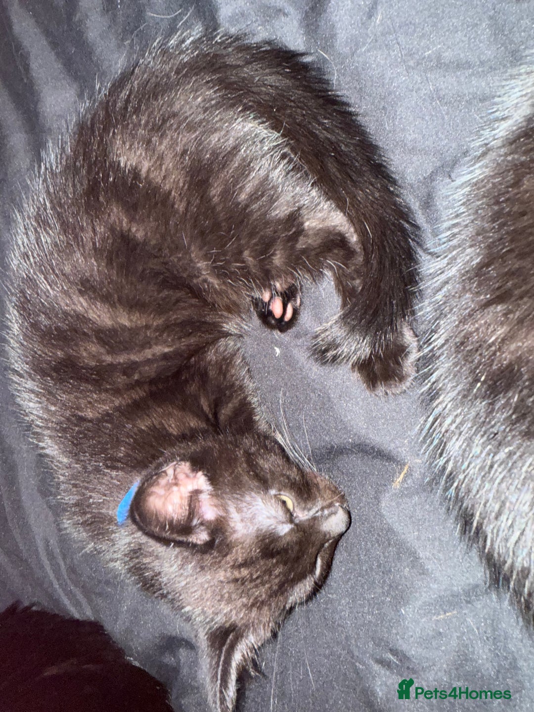 Mixed Breed cats for sale: 2 male and 2 females looking for fur ever homes  - Image 4