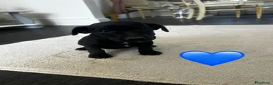Jack Russell 2