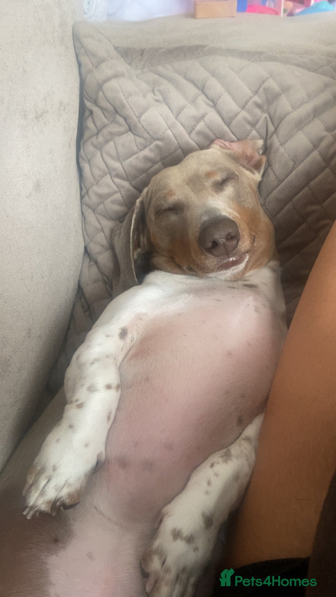 Miniature Dachshund dogs for stud: Miniature dachshund Myles - Image 3