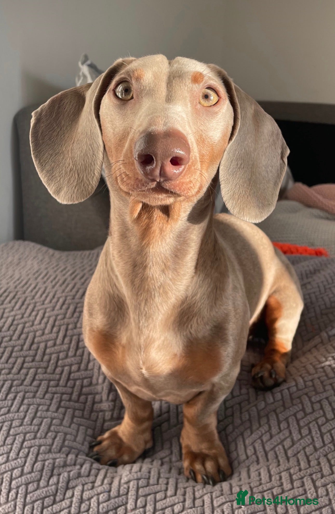 Miniature Dachshund dogs KC Registered Miniature Dachshund for STUD - Advert 1