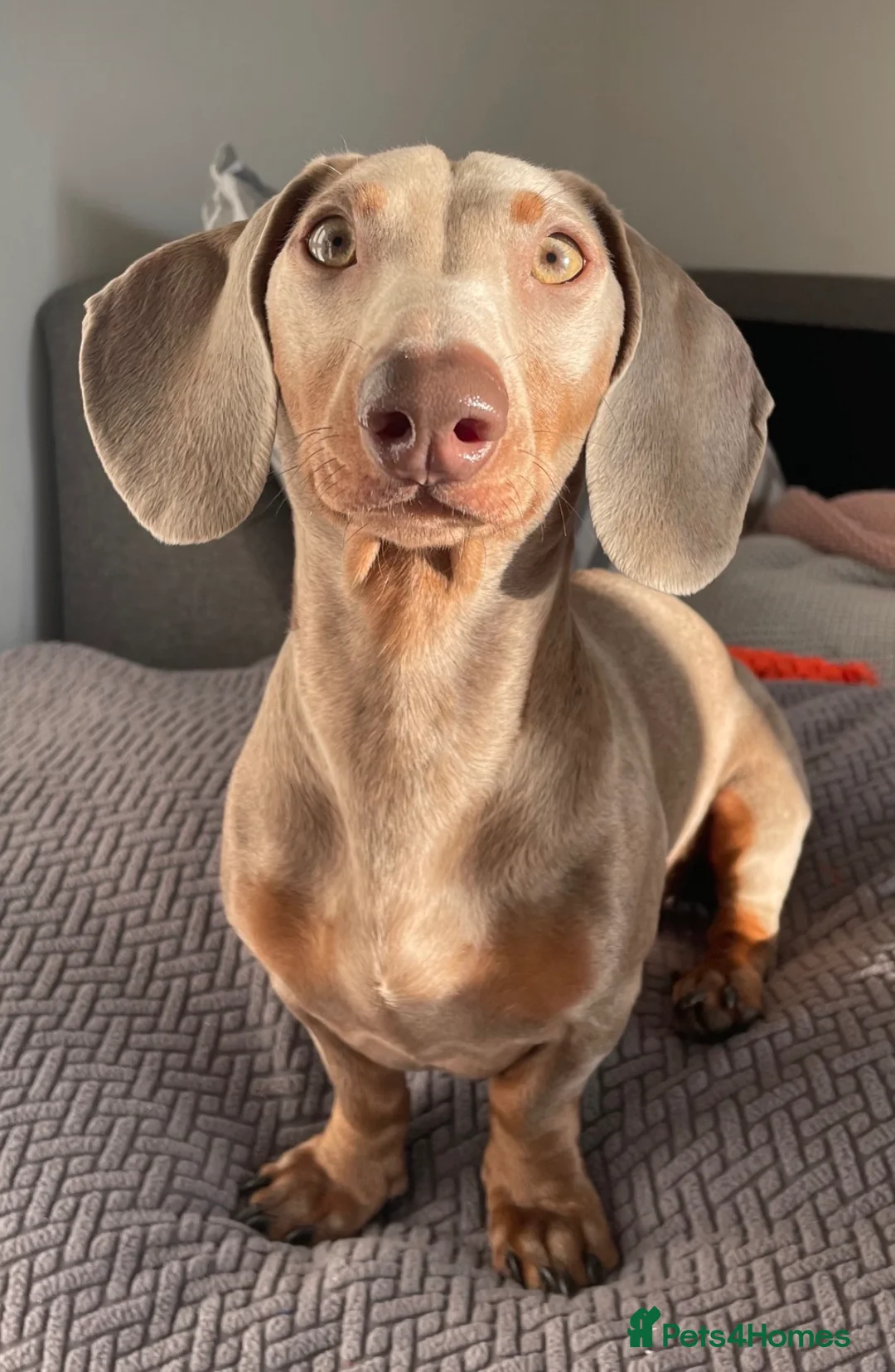 Miniature Dachshund dogs for stud: KC Registered Miniature Dachshund for STUD in Chelmsford - Advert 1