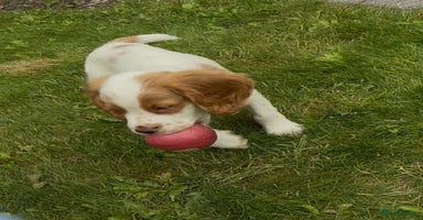 Cocker Spaniel dogs - Advert 11