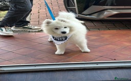 Samoyed dogs for sale: ✨Fluffy 15‑Week Old Boy Samoyed Puppy✨ - Image 2