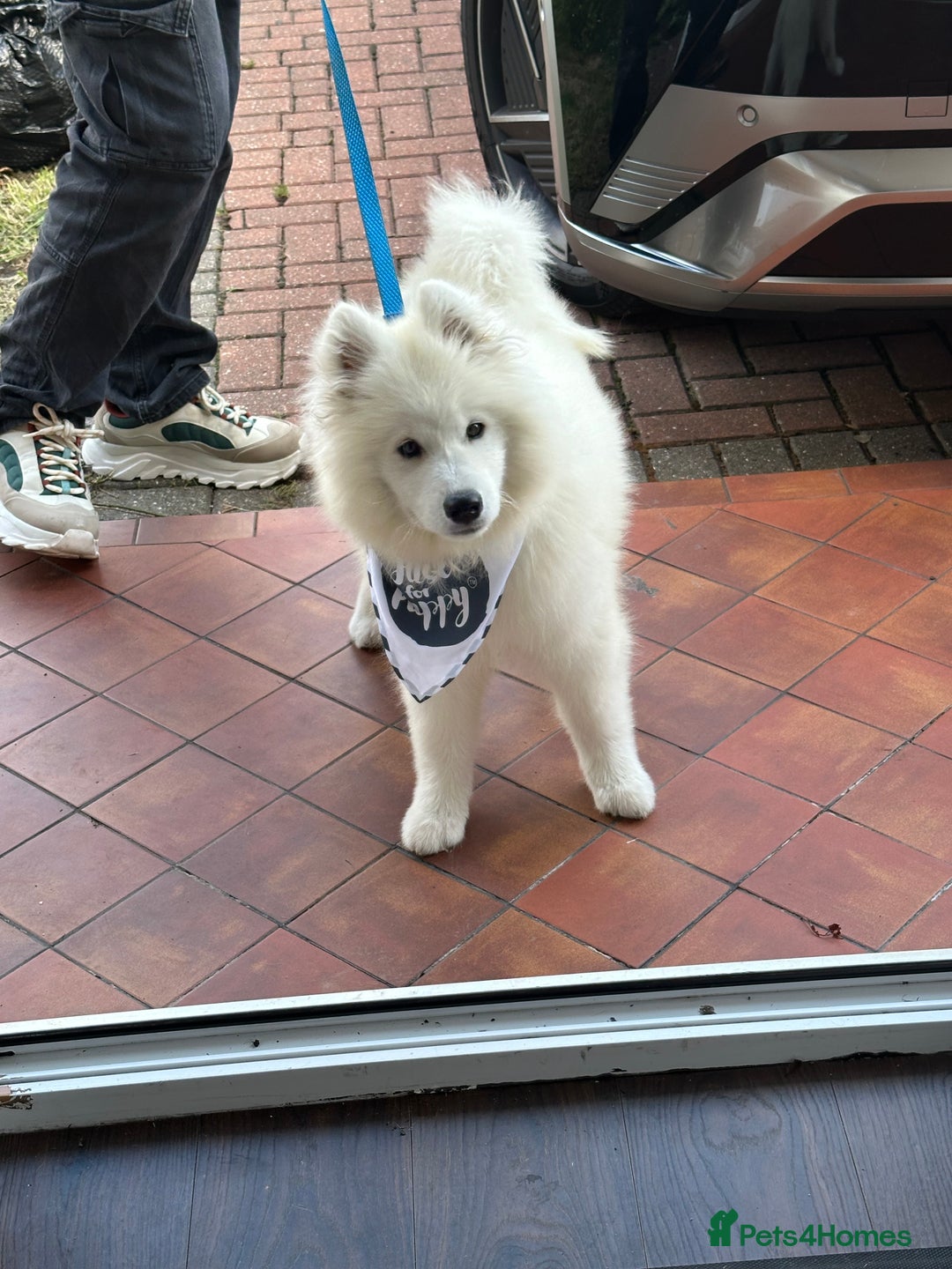 Samoyed dogs for sale: ✨Fluffy 15‑Week Old Boy Samoyed Puppy✨ - Image 2